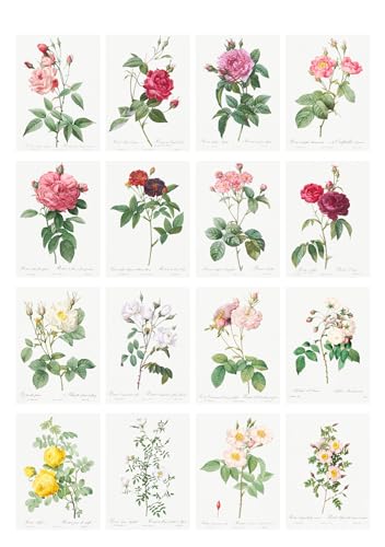 Decoupage Paper Pack (35 Sheets 6"x8") Gorgeous Diagrams of Roses and Other Gorgeous Flowers FLONZ Vintage Illustration Pictures Cards for Decoupage, Craft and Scrapbooking - color: Thirteen