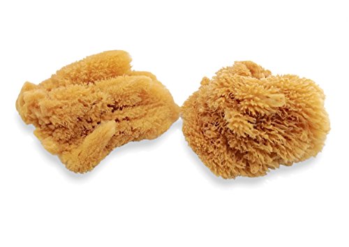 Unbleached Natural Sea Sponges for Artists 2pk, 5"-5.5", Painting & Crafts | Large 5"-5.5" sponges, faux finishes, marbling, texturing, limestone & Venetian plaster. 2pc unbleached pack for artists.