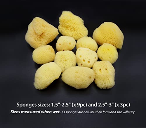 Natural Sea Silk Sponges 12pk, Cosmetic Grade Makeup & Blending Facial Care