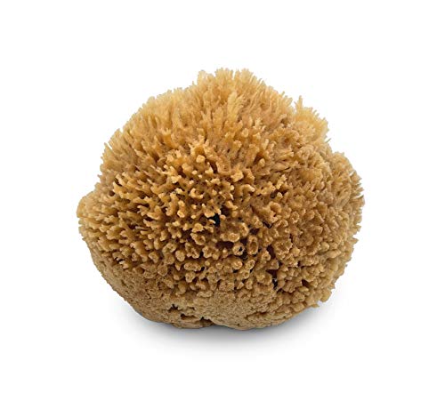 Sea Wool Art Sponge, Professional 5"-6" Unbleached, Faux Finish & Limestone | Premium grade sea wool, 5"-6". Varied pores for natural texturing. Limestone, Venetian plaster, marbling & faux finishes.