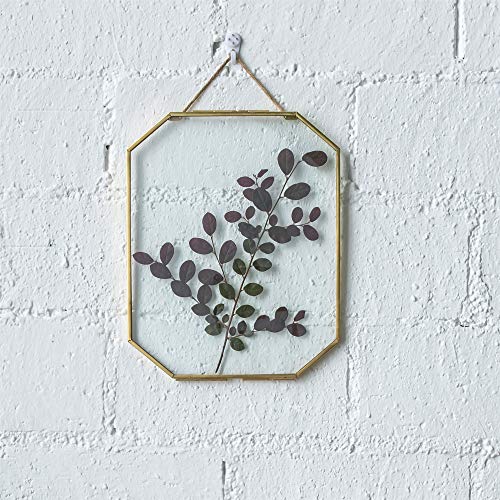 NCYP Double Glass Floating Frame for Pressed Dried Flowers, Plant Specimen, Photo, Poster - Wall Hanging Decor, Octagon 8x10 Inches, Gold Clear (Glass Frame Only) - color: Gold, size: 8x10inches