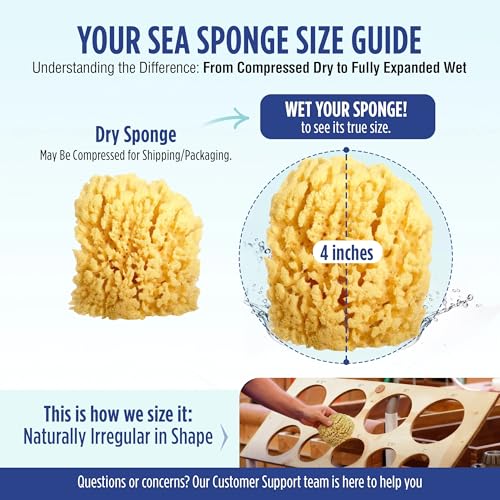 HartFelt Gentle Exfoliation Yellow Sea Sponge 4in | Natural Shower Sponges for Bathing for Men and Women | Rich Lather - size: 1 Count (Pack of 1), style: Yellow Sea Sponge