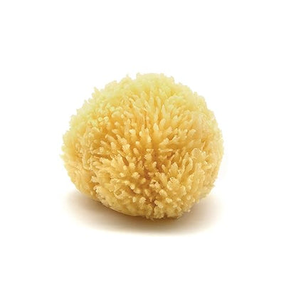 Neptune Caribbean Sea Sponge, Small, Approx. 4-5 in, Exfoliating | Hand cut so size and shape vary slightly. Eco-friendly, biodegradable, ultra-soft for face and body - size: 1 Count (Pack of 1)