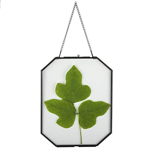 NCYP 8x10 inches Octagon Double Glass Floating Frame for Pressed Dried Flowers, Photo, Picture, Poster - Wall Hanging Herbarium, Home Decor, Black (Glass Frame Only) - color: Black, size: 8x10inches