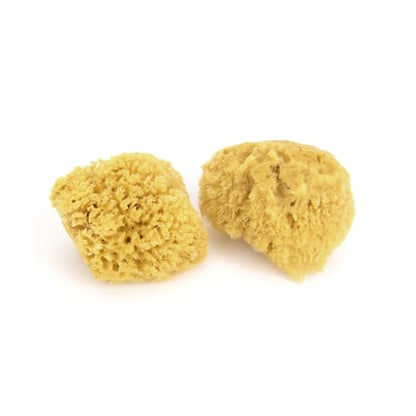 Neptune Caribbean Sea Sponge 2-Pack, Small, Approx. 4-5 in, Exfoliating | Hand cut so size and shape vary slightly. Eco-friendly, biodegradable, ultra-soft for face and body