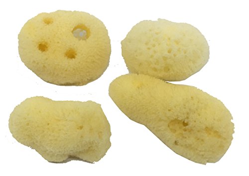 4 Natural Hermit Crab Sea Sponges, Water Dish, Humidity & Habitat | Natural hydration • Maintains humidity • Reusable • Climbing surface • Water Safety • Nutrients • Natural habitat - size: Regular 4 pk
