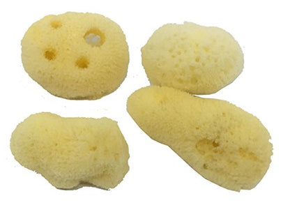 4 Natural Hermit Crab Sea Sponges, Water Dish, Humidity & Habitat | Natural hydration • Maintains humidity • Reusable • Climbing surface • Water Safety • Nutrients • Natural habitat - size: Regular 4 pk
