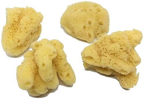 4 Jumbo Natural Hermit Crab Sea Sponges, Water Dish, Humidity & Habitat | Larger • Natural hydration • Maintains humidity • Reusable • Climbing surface • Water Safety • Nutrients • Natural habitat - size: Jumbo 4 pk
