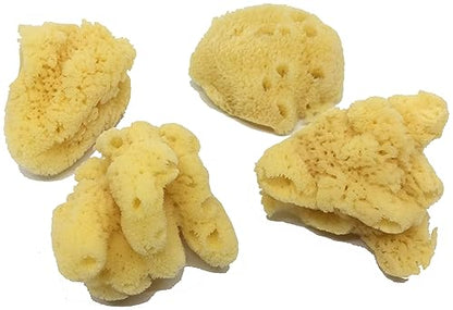 4 Jumbo Natural Hermit Crab Sea Sponges, Water Dish, Humidity & Habitat | Larger • Natural hydration • Maintains humidity • Reusable • Climbing surface • Water Safety • Nutrients • Natural habitat - size: Jumbo 4 pk