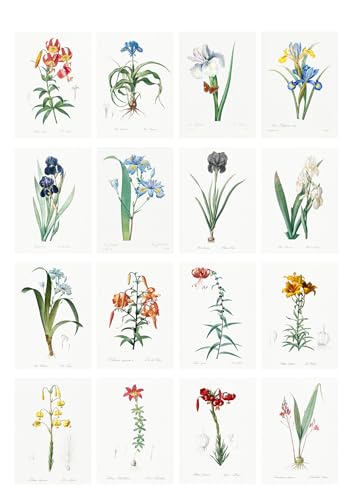Decoupage Paper Pack (35 Sheets 6"x8") Amazing Drawings of Pretty Flowers and Plants FLONZ Vintage Illustration Pictures Cards for Decoupage, Craft and Scrapbooking - color: Seventeen