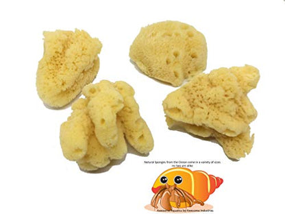 4 Jumbo Natural Hermit Crab Sea Sponges, Water Dish, Humidity & Habitat | Larger • Natural hydration • Maintains humidity • Reusable • Climbing surface • Water Safety • Nutrients • Natural habitat - size: Jumbo 4 pk