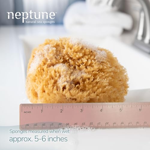 Neptune Caribbean Sea Sponge 2-Pack, Medium, Approx. 5-6 in, Exfoliating