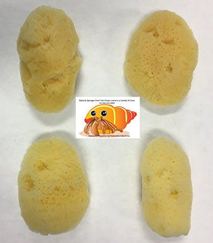 4 Natural Hermit Crab Sea Sponges, Water Dish, Humidity & Habitat | Natural hydration • Maintains humidity • Reusable • Climbing surface • Water Safety • Nutrients • Natural habitat - size: Regular 4 pk