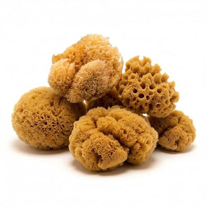 Natural Sea Sponges Hermit Crabs 5 Pack Unbleached, Drinking Aquarium Decor