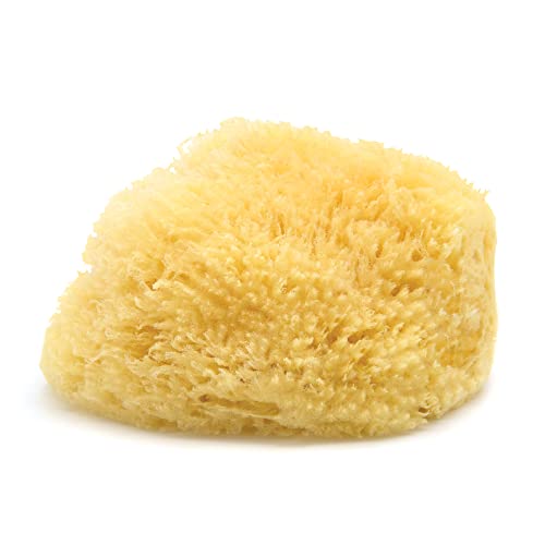 Neptune Caribbean Sea Sponge, XXL, Approx. 8-9 in, Exfoliating - size: 1 Count (Pack of 1)