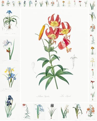Decoupage Paper Pack (35 Sheets 6"x8") Amazing Drawings of Pretty Flowers and Plants FLONZ Vintage Illustration Pictures Cards for Decoupage, Craft and Scrapbooking - color: Seventeen