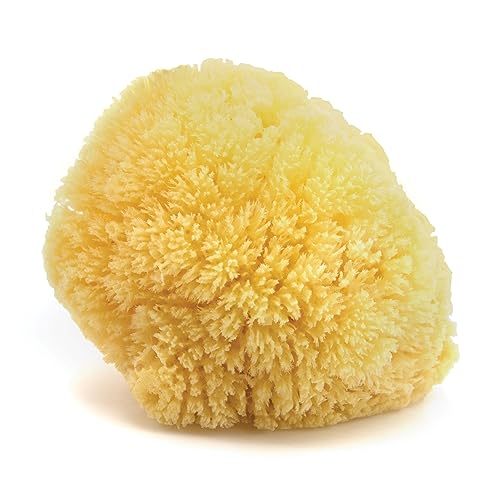 Neptune Caribbean Sea Sponge, Large, Approx. 6-7 in, Exfoliating | Hand cut so size and shape vary slightly. Eco-friendly, biodegradable, ultra-soft for face and body