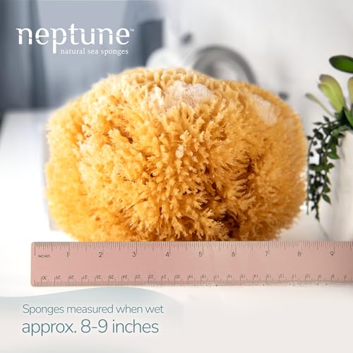 Neptune Caribbean Sea Sponge, XXL, Approx. 8-9 in, Exfoliating - size: 1 Count (Pack of 1)