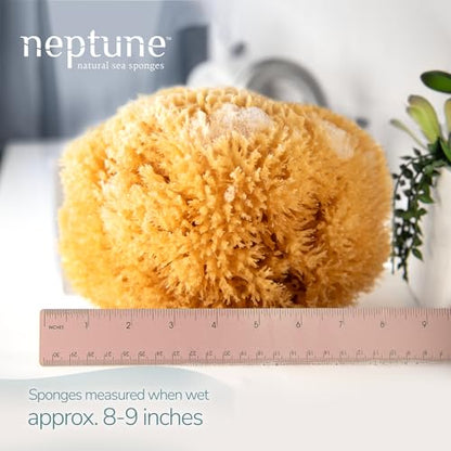 Neptune Caribbean Sea Sponge for Face & Body, XXL Approx. 8-9 Inches, Ultra-Soft Bath Sponge, Eco-Friendly & Biodegradable (Pack of 2) - size: 1 Count (Pack of 2)