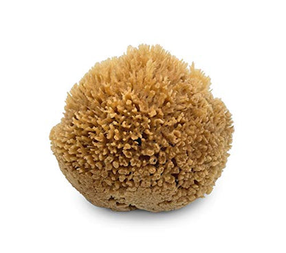 Sea Wool Art Sponge, Professional 5"-6" Unbleached, Faux Finish & Limestone | Premium grade sea wool, 5"-6". Varied pores for natural texturing. Limestone, Venetian plaster, marbling & faux finishes.