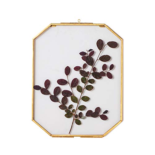 NCYP Double Glass Floating Frame for Pressed Dried Flowers, Plant Specimen, Photo, Poster - Wall Hanging Decor, Octagon 8x10 Inches, Gold Clear (Glass Frame Only) - color: Gold, size: 8x10inches