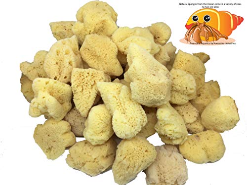 4 Jumbo Natural Hermit Crab Sea Sponges, Water Dish, Humidity & Habitat | Larger • Natural hydration • Maintains humidity • Reusable • Climbing surface • Water Safety • Nutrients • Natural habitat - size: Jumbo 4 pk