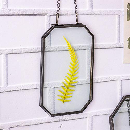 NCYP Small 4" x 6" Double Glass Floating Frame with Chain for Display Dried Flowers, Plant Specimen, Photo, Picture - Home Office Wall Hanging Decor, Black, Octagon (Glass Frame Only) - color: Black, size: 4x6inches