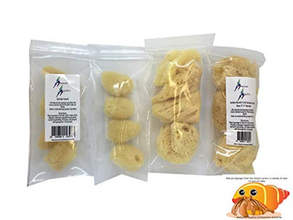 4 Jumbo Natural Hermit Crab Sea Sponges, Water Dish, Humidity & Habitat | Larger • Natural hydration • Maintains humidity • Reusable • Climbing surface • Water Safety • Nutrients • Natural habitat - size: Jumbo 4 pk