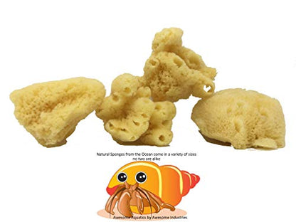 4 Jumbo Natural Hermit Crab Sea Sponges, Water Dish, Humidity & Habitat | Larger • Natural hydration • Maintains humidity • Reusable • Climbing surface • Water Safety • Nutrients • Natural habitat - size: Jumbo 4 pk