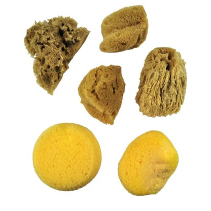 Watercolor Sponges 6/Pkg