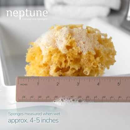 Neptune Caribbean Sea Sponge 2-Pack, Small, Approx. 4-5 in, Exfoliating | Hand cut so size and shape vary slightly. Eco-friendly, biodegradable, ultra-soft for face and body