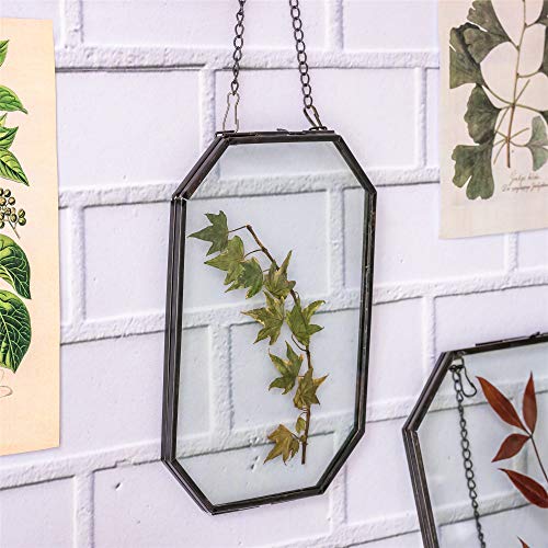 NCYP Octagon Double Glass Floating Frame for Pressed Dried Flowers, Photoes Poster - Wall Hanging Brass Herbarium, Black 5x7 inches, Home Vertical Decor (Glass Frame Only) - color: Black, size: 5x7inches