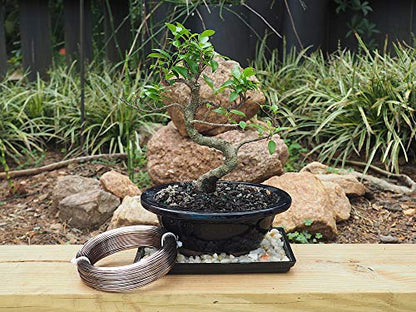 Anodized Aluminum 1.5mm Bonsai Training Wire 250g Large Roll (170 feet) - Choose Your Size and Color (1.5mm, Brown) - color: Brown, size: 1.5mm