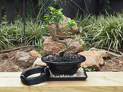 Anodized Aluminum 2.0mm Bonsai Training Wire 250g Large Roll (95 feet) - Choose Your Size and Color (2.0mm, Black) - color: Black, size: 2.0mm