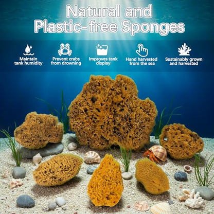 Natural Sea & Synthetic Sponges - Assorted Sizes 8pc Value Pack for Crafts & Artists: Multi - Purpose Art Supply for Professional Painting, Ceramics, Clay & Pottery Projects (8)