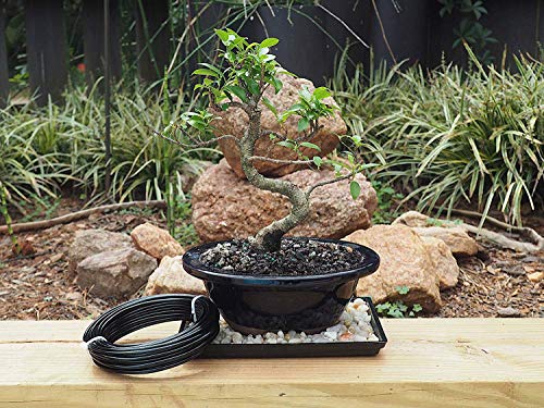 Anodized Aluminum 4.0mm Bonsai Training Wire 250g Large Roll (23 feet) - Choose Your Size and Color (4.0mm, Black) - color: Black, size: 4.0mm
