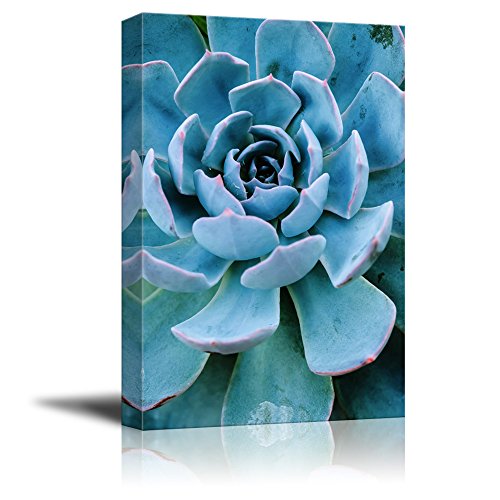wall26 Canvas Wall Art - Closeup of a Blue Succulent Plant - Giclee Print Gallery Wrap Modern Home Art Ready to Hang - 12x18 inches - color: Artwork - 01, size: 18"L x 12"W
