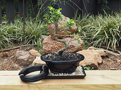 Anodized Aluminum 3.0mm Bonsai Training Wire 250g Large Roll (40 feet) - Choose Your Size and Color (3.0mm, Black) - color: Black, size: 3.0mm