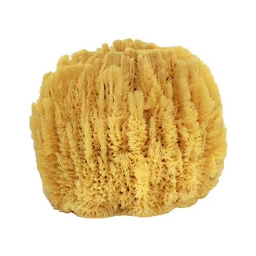 US Shell, 1 Piece, Sea Sponge, 7 to 8 inches
