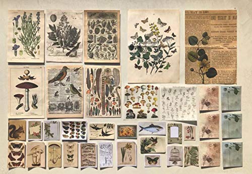 DESEACO Vintage Aesthetic Posters for Wall Decor, Green Botanical Art for Teen Girls’ Rooms, Cute Plant Journaling Supplies and Nature-Inspired Collage Kit