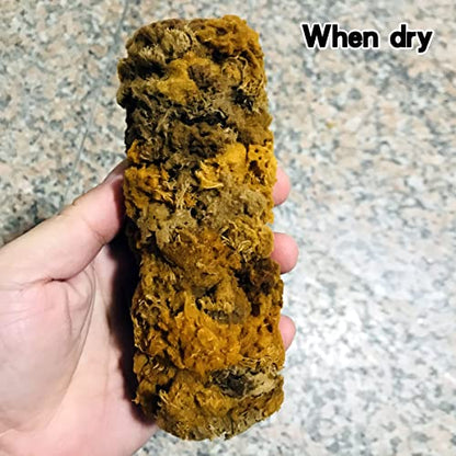 6" Natural Sea Sponge Roller for Wall Texturing & Texture Painting | Knockdown texture tool, produces organic wall textures, perfect for pearlescent art paint & glitter stone application