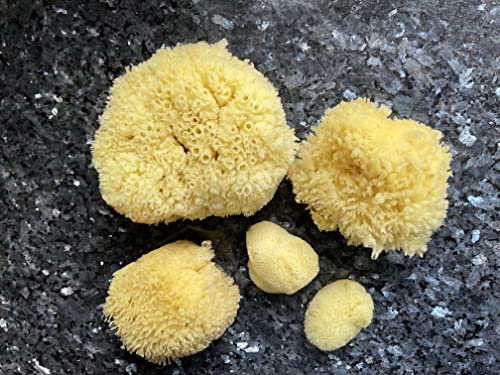 Natural Sea Sponge 5pk Spa Gift Set Bath Shower & Facial Care, Premium Bag | 5 assorted sizes for bath, shower & face. Hypoallergenic, kind on skin. Gift for moms, brides & teens. Comes in premium bag. - style: 5 Piece set in bag
