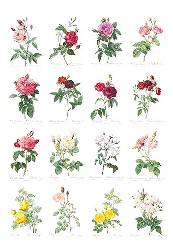 Decoupage Paper Pack (12 Sheets A4 / 8"x11") Roses Redoute Flowers FLONZ Vintage Ephemera - color: Eight