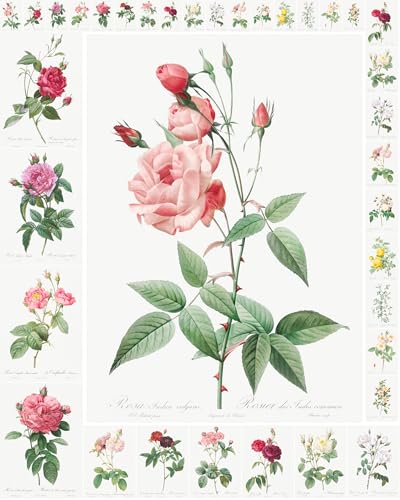 Decoupage Paper Pack (35 Sheets 6"x8") Gorgeous Diagrams of Roses and Other Gorgeous Flowers FLONZ Vintage Illustration Pictures Cards for Decoupage, Craft and Scrapbooking - color: Thirteen