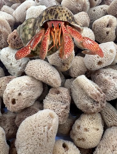 5 Unbleached Natural Hermit Crab Sea Sponges Water Dish Humidity Habitat | Natural hydration Reusable Climbing surface Shelter Enrichment Highly absorbent Long lasting Chemical free Water Safety - size: UnBleached 5 Pk