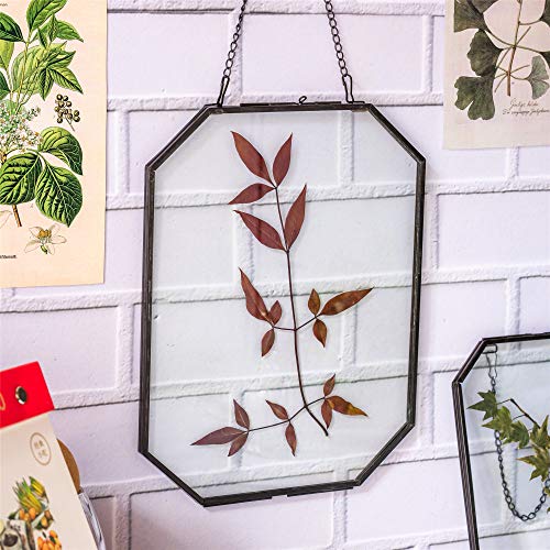NCYP 8x10 inches Octagon Double Glass Floating Frame for Pressed Dried Flowers, Photo, Picture, Poster - Wall Hanging Herbarium, Home Decor, Black (Glass Frame Only) - color: Black, size: 8x10inches