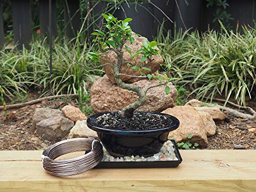 Anodized Aluminum 2.0mm Bonsai Training Wire 250g Large Roll (95 feet) - Choose Your Size and Color (2.0mm, Brown) - color: Brown, size: 2.0mm
