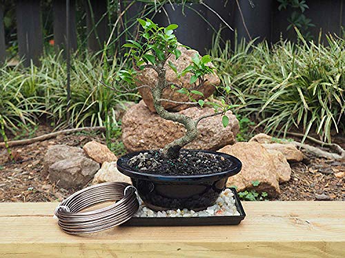 Anodized Aluminum 4.0mm Bonsai Training Wire 250g Large Roll (23 feet) - Choose Your Size and Color (4.0mm, Brown) - color: Brown, size: 4.0mm