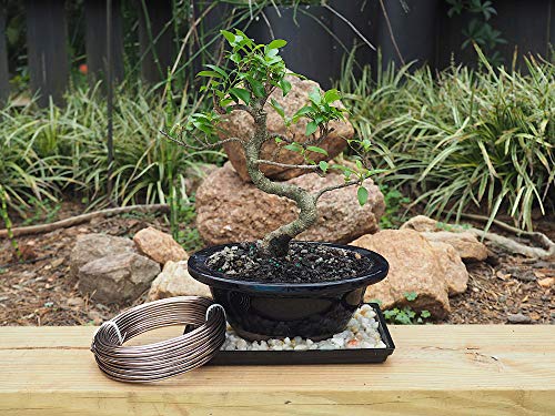 Anodized Aluminum 2.5mm Bonsai Training Wire 250g Large Roll (60 feet) - Choose Your Size and Color (2.5mm, Brown) - color: Brown, size: 2.5mm