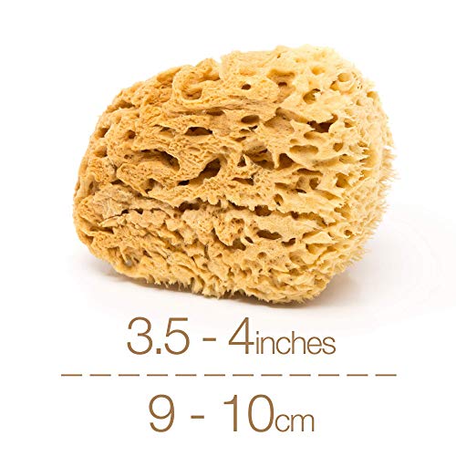 BabyCare Sea Sponge - 2 Pack - Natural Honeycomb Sponge - Minimalist, Plastic Free Packaging